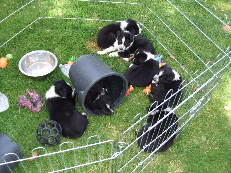 De L'etoile Du Bord De Vire - Border Collie - Portée née le 22/05/2015